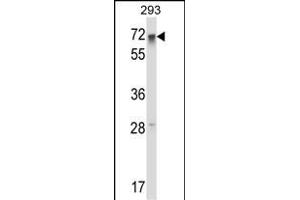 RFX5 Antibody (Center) (ABIN657925 and ABIN2846872) western blot analysis in 293 cell line lysates (35 μg/lane). (RFX5 antibody  (AA 237-266))
