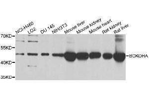 anti-Branched Chain Keto Acid Dehydrogenase E1, alpha Polypeptide (BCKDHA) (AA 276-445) antibody