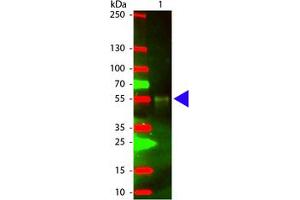 Image no. 1 for Chicken anti-Rabbit IgG (Whole Molecule) antibody (Texas Red (TR)) (ABIN301247) (Chicken anti-Rabbit IgG (Whole Molecule) Antibody (Texas Red (TR)))