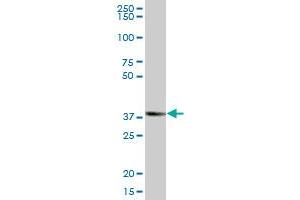 ZNF435 MaxPab polyclonal antibody. (ZSCAN16 antibody  (AA 1-348))