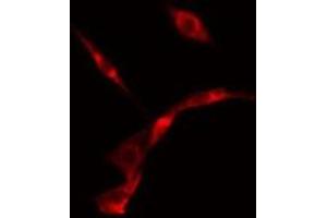 ABIN6275653 staining  NIH-3T3 cells by IF/ICC. (USP19 antibody  (Internal Region))