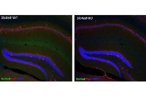 Immunohistochemistry (IHC) image for anti-Solute Carrier Family 4, Sodium Bicarbonate Cotransporter, Member 8 (SLC4A8) (AA 1078-1089) antibody (ABIN1742538) (SLC4A8 antibody  (AA 1078-1089))