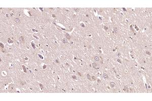 Detection of NRG1 in Porcine Cerebrum Tissue using Monoclonal Antibody to Neuregulin 1 (NRG1) (Neuregulin 1 antibody  (AA 20-242))