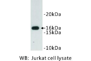 Image no. 1 for anti-CD247 Molecule (CD247) antibody (ABIN1112854) (CD247 antibody)