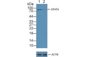 anti-Signal Transducer and Activator of Transcription 4 (STAT4) (AA 505-737) antibody