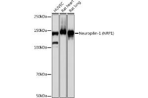 Western blot analysis of extracts of various cell lines, using Neuropilin-1 (NRP1) (NRP1) antibody (ABIN7268891) at 1:1000 dilution. (Neuropilin 1 antibody)