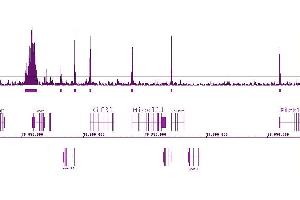 Histone H3K9ac antibody (pAb) tested by ChIP-Seq. (Histone 3 antibody  (acLys9))