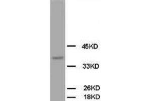 Image no. 2 for anti-Opioid Binding Protein/cell Adhesion Molecule-Like (OPCML) (C-Term) antibody (ABIN1492945) (OPCML antibody  (C-Term))