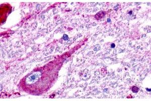 Image no. 1 for anti-G Protein-Coupled Receptor 176 (GPR176) (C-Term) antibody (ABIN1048763) (GPR176 antibody  (C-Term))