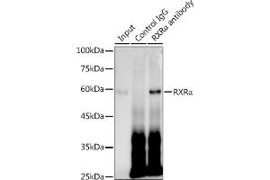 Immunoprecipitation (IP) image for anti-Retinoid X Receptor, alpha (RXRA) antibody (ABIN7269948)