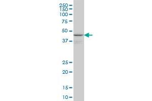 WIPI1 monoclonal antibody (M02), clone 3C1 Western Blot analysis of WIPI1 expression in PC-12 . (WIPI1 antibody  (AA 348-445))