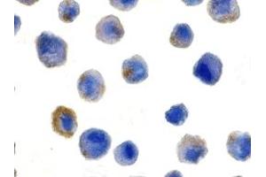 Immunohistochemistry (IHC) image for anti-CASP8 and FADD-Like Apoptosis Regulator (CFLAR) (N-Term) antibody (ABIN1031381) (FLIP antibody  (N-Term))