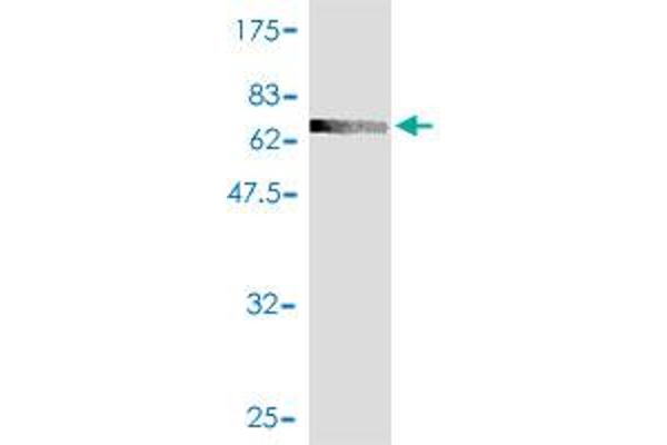 ACADL antibody  (AA 1-430)