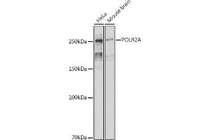 Western blot analysis of extracts of various cell lines, using POLR2A antibody (ABIN7270106) at 1:1000 dilution. (POLR2A/RPB1 antibody)