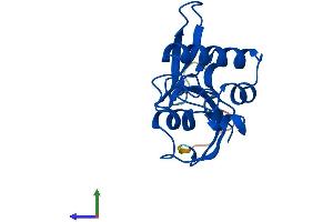 AlphaFold protein structure predicition of Human Recombinant PIN1 Protein, UniprotID Q13526 (PIN1 Protein (AA 1-163) (His tag))