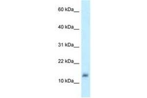 Lysozyme-Like 4 antibody  (AA 57-106)
