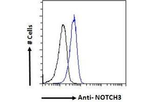 ABIN185524 Flow cytometric analysis of paraformaldehyde fixed HeLa cells (blue line), permeabilized with 0. (NOTCH3 antibody  (C-Term))