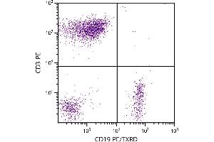 Human peripheral blood lymphocytes were stained with Mouse Anti-Human CD19-PE/TXRD. (CD19 antibody  (PE,Texas Red (TR)))