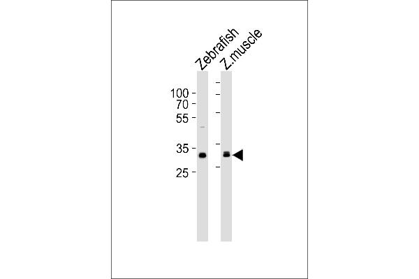 AFMID antibody  (AA 3-36)