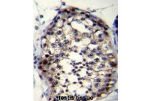 ROPN1L Antibody (N-term) immunohistochemistry analysis in formalin fixed and paraffin embedded human testis tissue followed by peroxidase conjugation of the secondary antibody and DAB staining. (ROPN1L antibody  (N-Term))