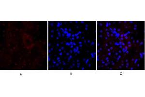 Immunofluorescence analysis of mouse kidney tissue.