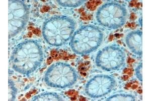 ABIN190883 (2µg/ml) staining of paraffin embedded Human Intestine. (APOA4 antibody  (Internal Region))