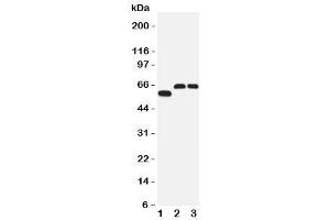 Western blot testing of SLC1A4 antibody and Lane 1:  human U87 (SLC1A4 antibody  (C-Term))
