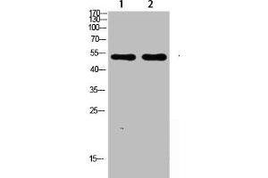 Western blot analysis of SW480 lysate, antibody was diluted at 1000.