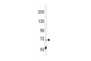 LRRC68 Antibody (N-term) (ABIN655144 and ABIN2844766) western blot analysis in mouse cerebellum tissue lysates (35 μg/lane). (PPP1R37 antibody  (N-Term))