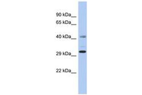C11orf46 Antikörper  (AA 35-84)