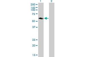 Western Blot analysis of CFLAR expression in transfected 293T cell line by CFLAR MaxPab polyclonal antibody. (FLIP antibody  (AA 1-480))