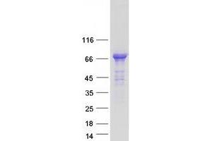 Validation with Western Blot (PTPN5 Protein (Transcript Variant 2) (Myc-DYKDDDDK Tag))