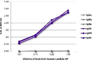 ELISA plate was coated with purified human IgGκ, IgMκ, IgAκ, IgGλ, IgMλ, and IgAλ. (Goat anti-Human Ig (Chain lambda) Antibody (Alkaline Phosphatase (AP)))