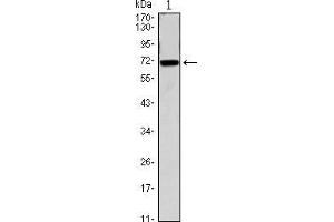 Western blot analysis using CDC27 mouse mAb against CDC27(AA: 724-830)-hIgGFc transfected HEK293 cell. (CDC27 antibody)