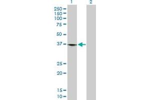 Western Blot analysis of LRP1 expression in transfected 293T cell line by LRP1 MaxPab polyclonal antibody. (LRP1 antibody  (AA 1-292))
