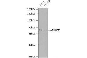 Western blot analysis of extracts of various cell lines using ARHGEF3 Polyclonal Antibody at dilution of 1:1000. (ARHGEF3 antibody)