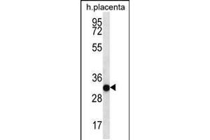 Western blot analysis in human placenta tissue lysates (35ug/lane). (COPS7A antibody  (C-Term))