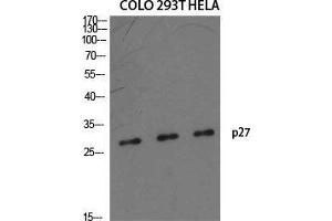 Western Blot (WB) analysis of specific cells using p27 Polyclonal Antibody. (P27 (Ser235) antibody)
