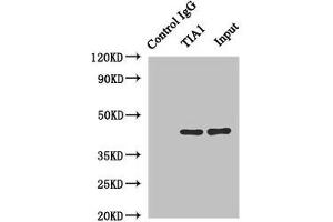 Immunoprecipitating TIA1 in Hela whole cell lysate Lane 1: Rabbit control IgG instead of (1 μg) instead of ABIN7161993 in Hela whole cell lysate. (TIA1 antibody  (AA 1-193))