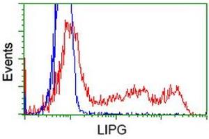 Image no. 8 for anti-Lipase, Endothelial (LIPG) antibody (ABIN1499163)