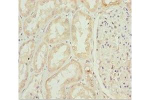 Immunohistochemistry of paraffin-embedded human kidney tissue using ABIN7156315 at dilution of 1:100 (INPP5K antibody  (AA 149-448))