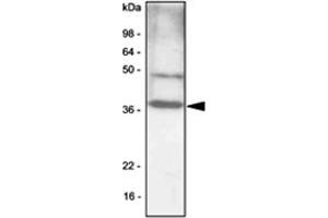 Western blot analysis of NIH/3T3 cell lysates (30 ug) were resolved by SDS - PAGE , transferred to PVDF membrane and probed with CEBPB monoclonal antibody , clone 47A1 (1 : 1000) .