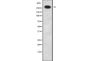 Western blot analysis of ZNF462 using HeLa whole cell lysates (ZNF462 antibody)