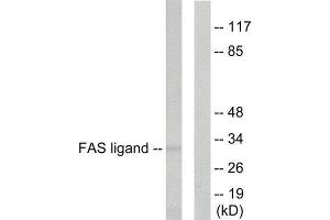Western Blotting (WB) image for anti-Fas Ligand (TNF Superfamily, Member 6) (FASL) (Internal Region) antibody (ABIN1848536) (FASL antibody  (Internal Region))