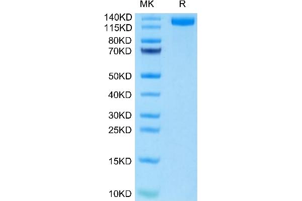 CD163 Protein (CD163) (AA 39-1045) (His tag)