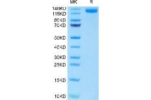 Mouse CD163 on Tris-Bis PAGE under reduced condition. (CD163 Protein (CD163) (AA 39-1045) (His tag))