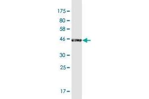 Western Blot detection against Immunogen (44. (ERICH2 antibody  (AA 1-156))