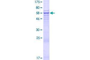 Image no. 1 for Archaelysin Family Metallopeptidase 2 (AMZ2) (AA 1-360) protein (GST tag) (ABIN1345022)