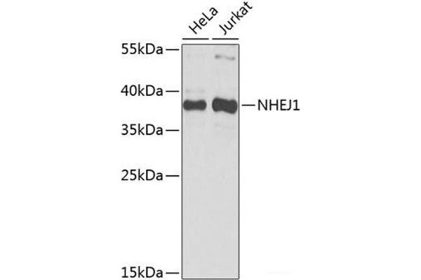 NHEJ1 antibody