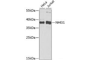 Western blot analysis of extracts of various cell lines using NHEJ1 Polyclonal Antibody at dilution of 1:1000. (NHEJ1 antibody)